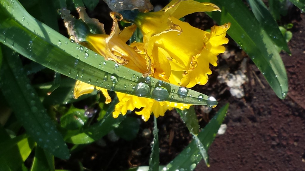 2014-04-30 07.44.31 Raindrops on Daffodills