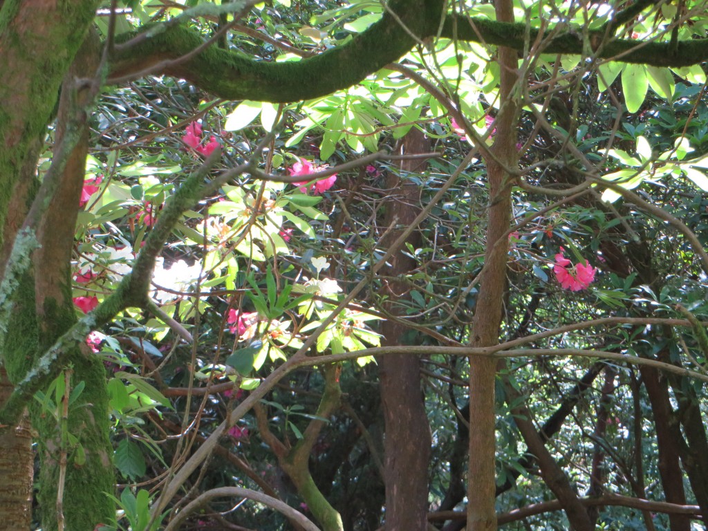 English Owls